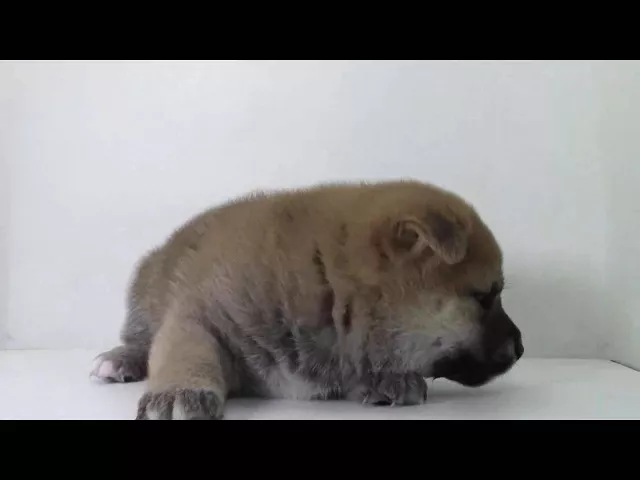 動画