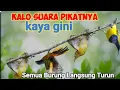 Download Lagu Suara Pikat Burung Kecil Yang Susah Turun