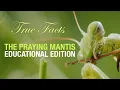 True Facts Praying Mantis: Educational Edition