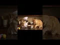 Download Lagu 💛Funny+Relatable.Mujhe laga main daal banana seekh gaya hoon phirek pug nemeri aukaat yaad diladi😭🐶🍲
