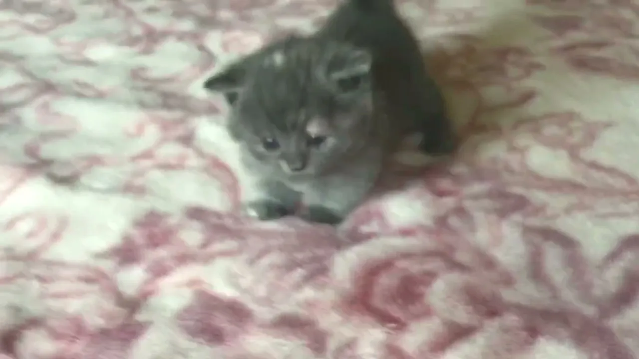 動画