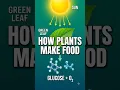 How Plants Make Their Own Food Photosynthesis Explained in 30 Seconds