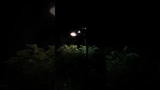 فيديو للتصميم ضوء Shorts 