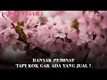 Download Lagu Alasan Kenapa Bunga Sakura Tidak Dijual Di Indonesia