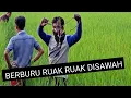 Download Lagu TRADISI MEMBURU RUAK2 DI SAWAH DENGAN ALAT SEDERHANA