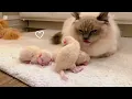 Tiny Kittens Take Their First Bath