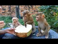 Download Lagu Family Monkey, Dodo And Donal, Super Small Moly Sitting Wait Mom Feed Coconut Obediently
