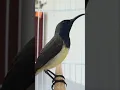 Download Lagu SOGON (SOGOK ONTONG) #shorts #short #birds #burung #shortvideo #sogon #kicaumania