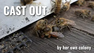 Cast Out by Her Own Colony: A Queen Bee's Fate
