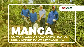 Como Fazer a Poda Drástica de Rebaixamento da Manga (Mangueira)?
