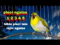 Download Lagu Pleci Ngalas Standar 12345 Ketukan,Pancingan Pleci Bustomi Gacor