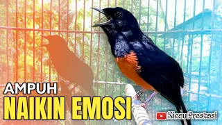 pancingan murai batu agar bunyi birds singing white rumped shama