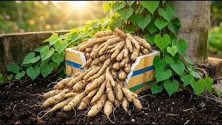 Unbelievable Tiger Finger Potato Harvest in a Foam Box! So Many Potatoes from One Box