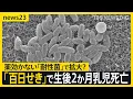 Download Lagu 「百日せき」3週連続で患者数過去最多　生後2か月の乳児が死亡　薬が効かない「耐性菌」で感染拡大か【news23】｜TBS NEWS DIG