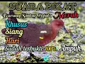 Download Lagu suara pikat burung Sintar Mata merah || suara pikat di siang hari