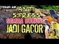 Lagu ANTI STRESS‼️ 1 JAM TERAPI AIR BIKIN SEMUA BURUNG JADI GACOR