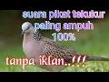 Download Lagu 🔴Suara pikat tekukur paling ampuh 100% tanpa iklan√