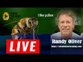 Download Lagu What is the best feed supplement for honey bees? - Randy Oliver