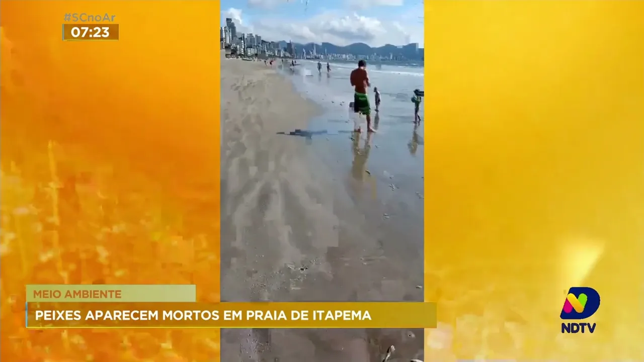 Peixes mortos em praia de Itapema assusta moradores e turistas
