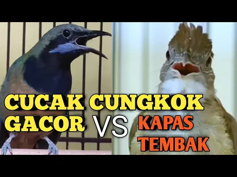 Download MP3 MASTERAN MURAI BATU ‼️ CUCAK CUNGKOK VS KAPAS TEMBAK GACOR