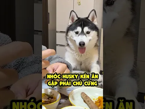 Khi husky kén ăn gặp phải khắc tinh