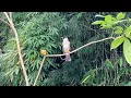 Download Lagu Suara Burung Kutilang Gacor KUTILANG RIBUT NGAMUK Ampuh untuk menaikkan Mental EMOSI Kutilang Lain