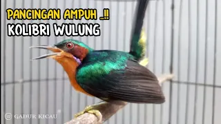 kowul gacor pancingan emosi kolibri wulung