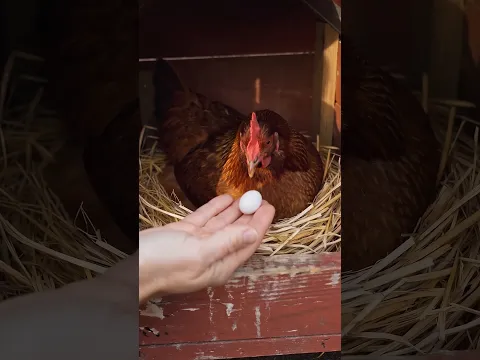 AI Story: A Hen Babysat a Budgie Egg. Look at Her Now
