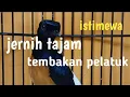 Lagu tembakan kasar sadis murai batu tembakan pelatuk jernih