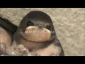 Download Lagu NHK VIDEO BANK - Swallow Chick-raising