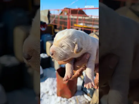 Mongolian Banhar dog puppies 🐶 #mongoliandog