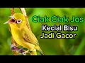 Download Lagu Ciak Ciak Jos Kecial Kuning Gacor Pancingan Kecial Kuning 2Detik Emosi 2025