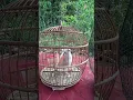 Download Lagu puter kaji..Klakah.lumajang.jatim