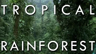 the tropical rainforest climate secrets of world climate 1