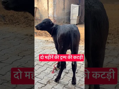 मंजीत भैंसवाल के ट्रंम्प की Female Murrah Calf || with Quality Calf Rearing || Buffalo Dairy Farm