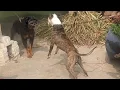 Pitbull vs Rottweiler hot blood line pitbull terrier tiger