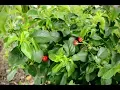 The Scoop on Bush Cherries