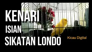 kenari gacor isian sikatan londo
