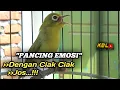 Lagu CIAK CIAK JOSS KECIAL KUNING AMPUH||PANCINGAN KECIAL MALAS BUNYI||