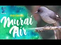 Download Lagu Masteran Pancingan Murai Air Suara Mantap Tajam Jernih | Masteran Murai Air Untuk Murai Cucak Ijo