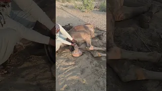 A Camel Driver Cools His Camel With A Clay Pot In The Summer Heat 
