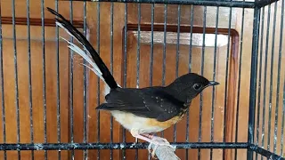 suara murai batu trotol jantan belajar bunyi ampuh pancing murai anakan agar cepat berkicau gacor