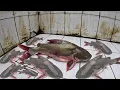 Download Lagu Giant Shark in Aquarium 4K Ultra HD Fish Tank Video