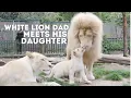 Download Lagu Male White Lion Meets His Daughter For The First Time