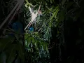 Menangkap ayam liar hanya dengan bawang merah!!!