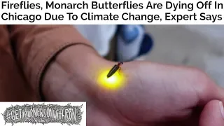 Are Fireflies And Bats Going Extinct