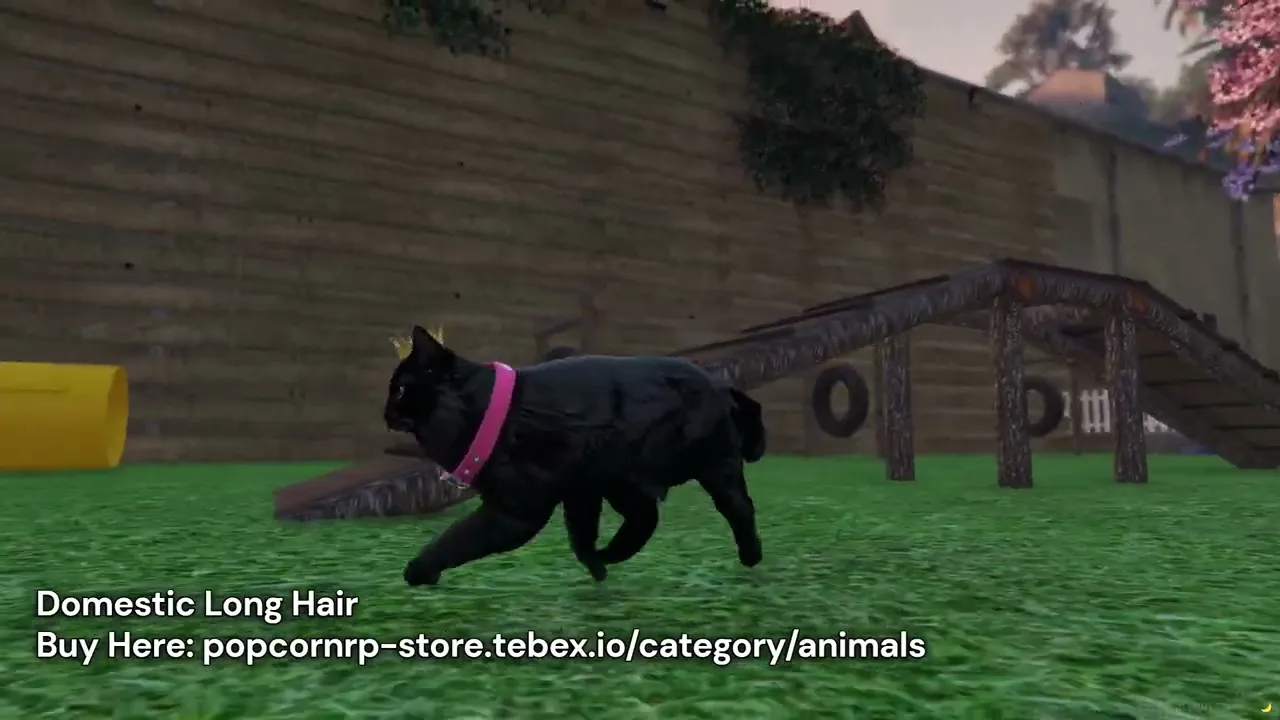 Domestic Long Hair