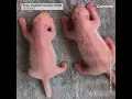 Download Lagu Giant panda Qin Qin gives birth to twin cubs in China