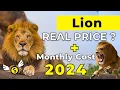 Lion Price in India 2024 Lion Price and Monthly Expenses