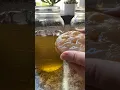 Goldenrod JUN Tea--kombucha s classy honey cousin Bursting with flavor and antioxidants